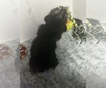 Small #3 Yorkshire Terrier