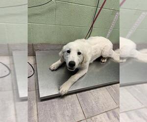 Great Pyrenees-Unknown Mix Dogs for adoption in Grand Prairie, TX, USA