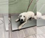 RANCH - Female Great Pyrenees-Unknown Mix Dog for Adoption - Small photo