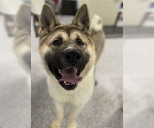 Akita Dogs for adoption in Westminster, MD, USA