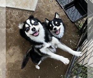 Pomsky Puppy for Sale in DRACUT, Massachusetts USA