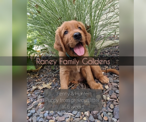 Medium Photo #7 Golden Retriever Puppy For Sale in LABADIE, MO, USA