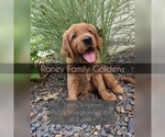 Small #6 Golden Retriever