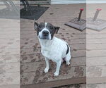 Small Mutt