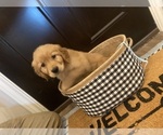Small Photo #8 Golden Retriever Puppy For Sale in MILES, TX, USA