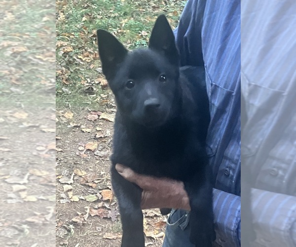 Medium Photo #5 Schipperke Puppy For Sale in CARROLLTON, GA, USA