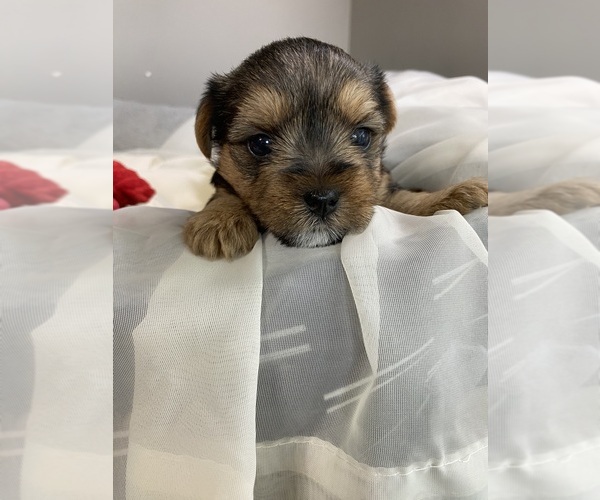 Medium Photo #3 Yorkshire Terrier Puppy For Sale in ROCK HILL, SC, USA