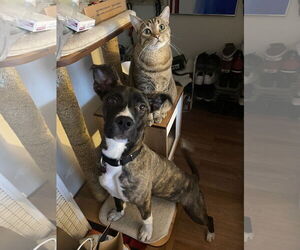 Cheerio - Female American Staffordshire Terrier-Boxer Mix Dog for Adoption - Photo #5