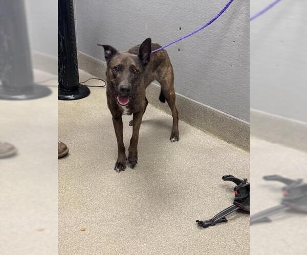 Medium Photo #1 Australian Shepherd-Unknown Mix Puppy For Sale in Las Vegas, NV, USA