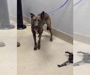 Australian Shepherd-Unknown Mix Dogs for adoption in Las Vegas, NV, USA