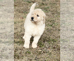 Goldendoodle Puppy for sale in FALKVILLE, AL, USA