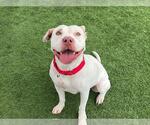 Small #1 American Pit Bull Terrier