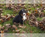 Small Photo #2 Bernese Mountain Dog Puppy For Sale in SHREVE, OH, USA