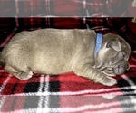 Small Photo #3 American Bully Puppy For Sale in MILLVILLE, NJ, USA