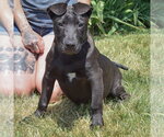 Small #5 American Staffordshire Terrier-Boxer Mix