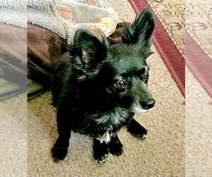 Chiweenie Dogs for adoption in Boise, ID, USA