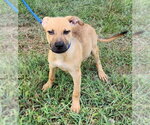 Small Labrador Retriever Mix