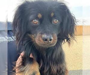 Dachshund-Unknown Mix Dogs for adoption in San Martin, CA, USA
