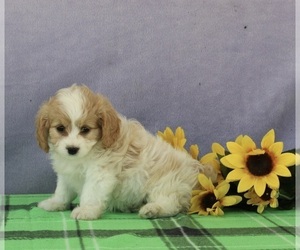 Cavapoo Puppy for sale in SUGARCREEK, OH, USA