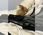 Small #4 Chihuahua