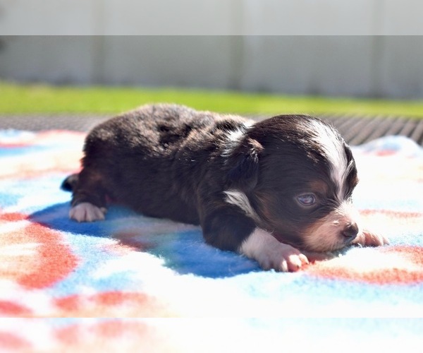 Medium Photo #3 Miniature Australian Shepherd Puppy For Sale in PALM COAST, FL, USA