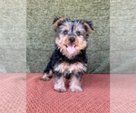 Small #1 Yorkshire Terrier