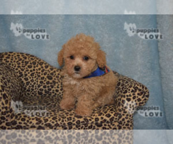 Medium Photo #4 Poodle (Toy) Puppy For Sale in SANGER, TX, USA