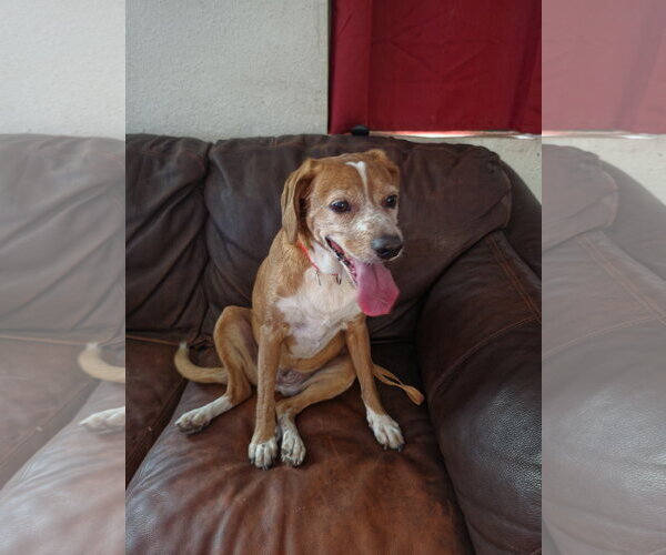 Medium Photo #7 Beagle Puppy For Sale in Las Vegas, NV, USA