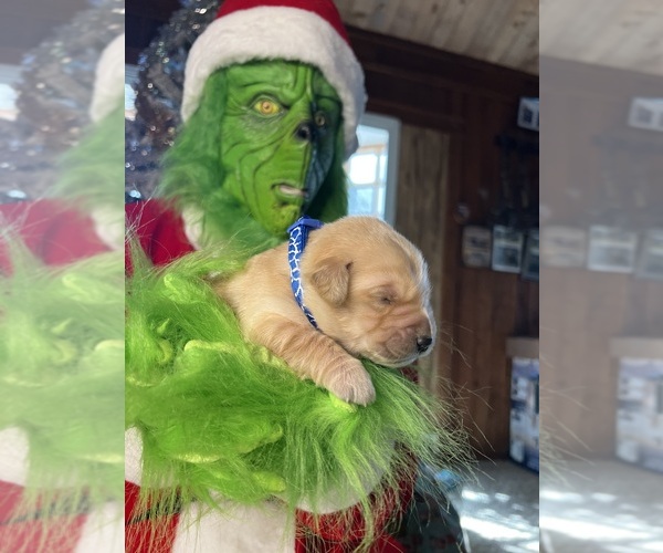 Medium Photo #1 Golden Retriever Puppy For Sale in NEOLA, WV, USA