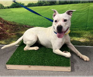 Mutt Dogs for adoption in Euless, TX, USA