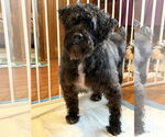 Small #2 Poodle (Miniature) Mix