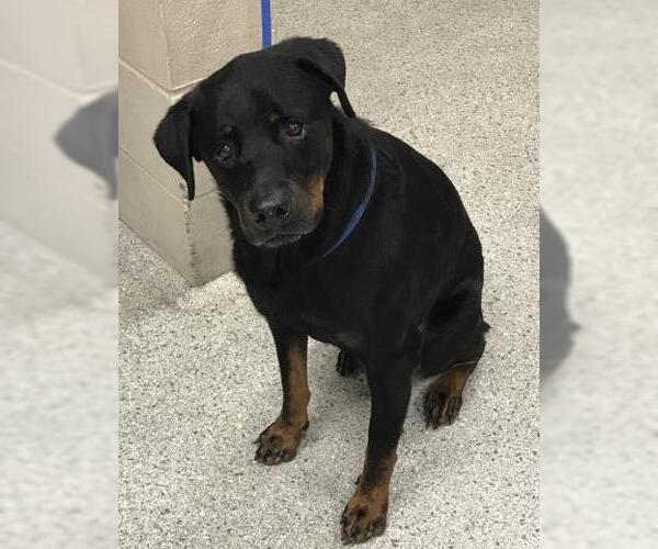 Medium Photo #1 Rottweiler-Unknown Mix Puppy For Sale in Conroe, TX, USA