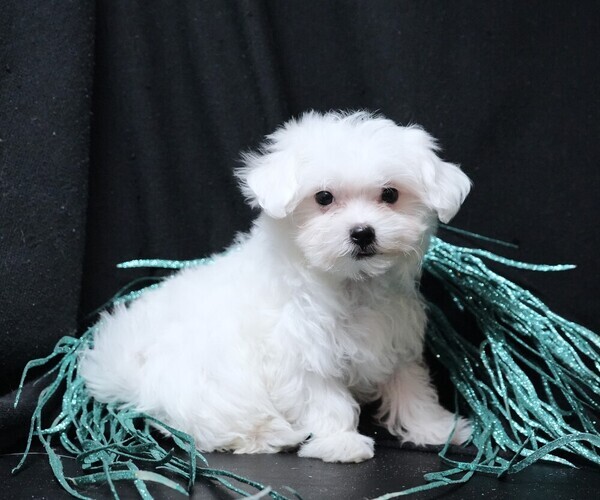 Medium Photo #2 Maltese Puppy For Sale in ROCK VALLEY, IA, USA