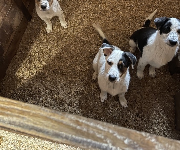 View Ad Australian Cattle DogEnglish Shepherd Mix Litter of Puppies