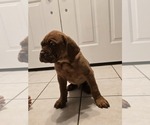 Puppy Orange collar Dogue de Bordeaux