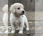 Small Photo #10 Golden Retriever Puppy For Sale in MORGANTOWN, IN, USA