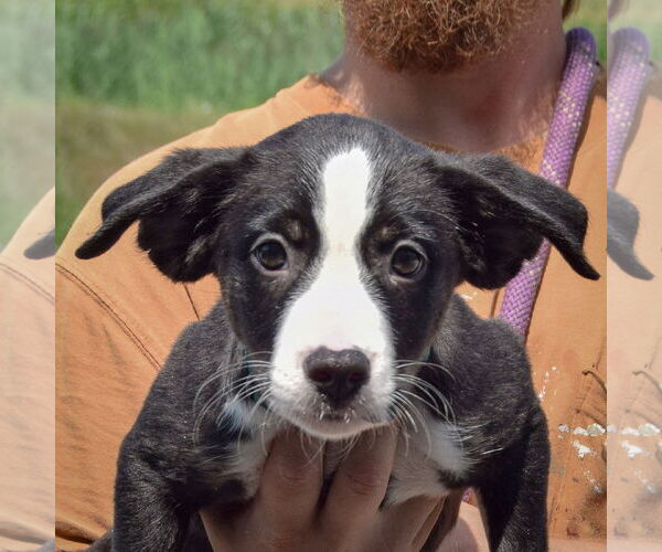 Medium Photo #2 Border Collie-Unknown Mix Puppy For Sale in Huntley, IL, USA