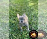 Puppy 5 French Bulldog