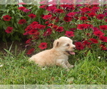 Puppy 7 Jack Russell Terrier-Maltese Mix