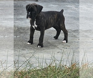 Boxer Puppy for Sale in HILLSBORO, Missouri USA