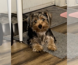 Yorkshire Terrier Puppy for sale in HEMET, CA, USA