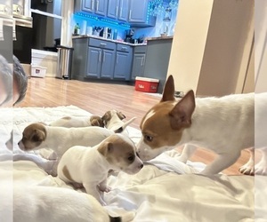 Jack Russell Terrier Litter for sale in HARRISVILLE, RI, USA
