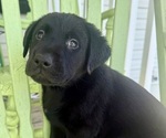 Small #20 Labrador Retriever