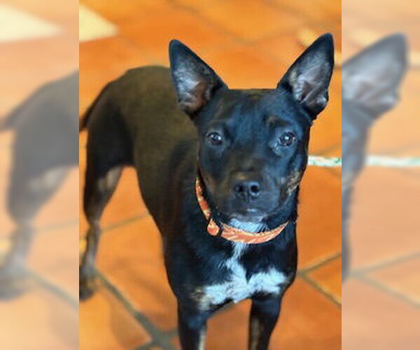 Medium Photo #6 Mutt Puppy For Sale in San Diego, CA, USA