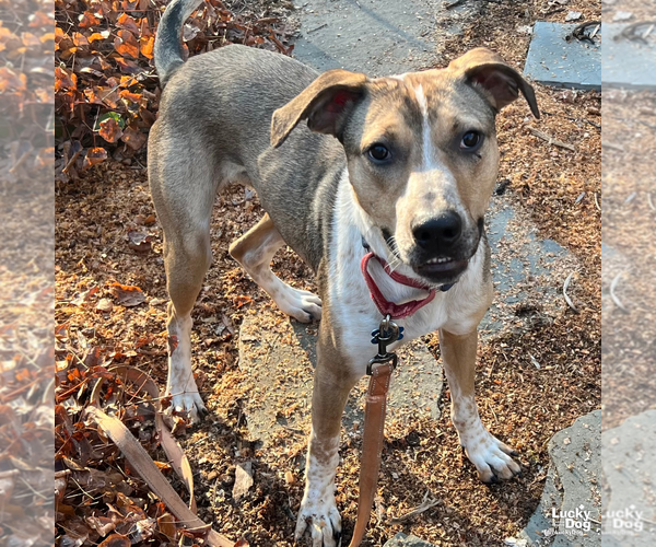 Medium Photo #5 Mutt Puppy For Sale in Washington, DC, USA