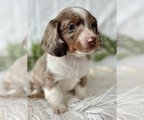 Medium Photo #11 Dachshund Puppy For Sale in ROCK STREAM, NY, USA