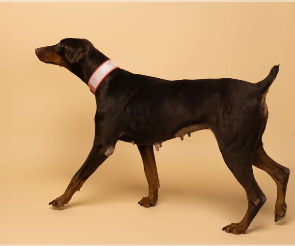 Medium Photo #4 Doberman Pinscher Puppy For Sale in Buffalo, MN, USA