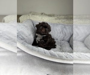 Shih Tzu Puppy for sale in MATTHEWS, NC, USA