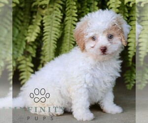 Shih-Poo Puppy for sale in GORDONVILLE, PA, USA