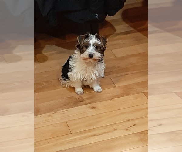 Medium Photo #5 Yorkshire Terrier Puppy For Sale in SANDY, OR, USA